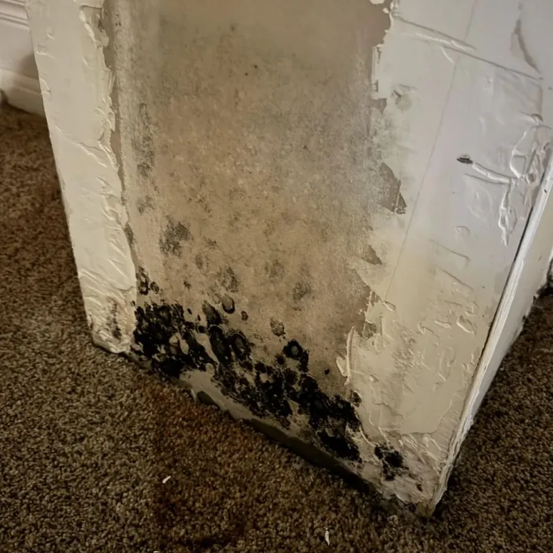 Professional Mold Removal in Sumner County, KS